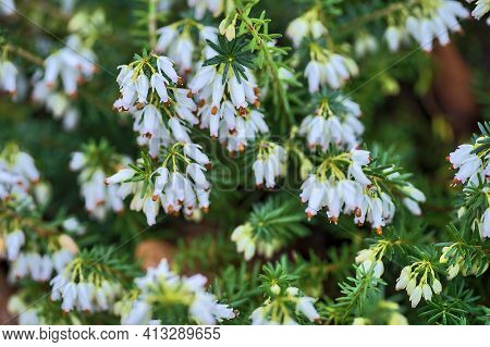 Beautiful Spring Background Of Mediterranean White Heath Flowers (erica Arborea) With Green Needle-l