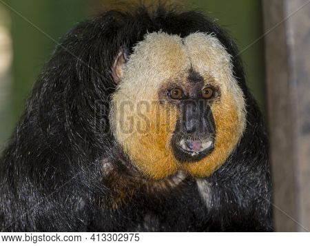Adult Male Of White-faced Saki In A Zoo Enclosure