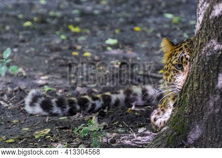 North Chinese Leopard In The Hide Of A Tree