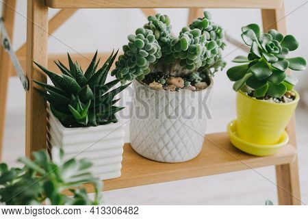 Three Beautiful Room Succulents On A Wooden Shelf.