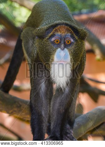 Portrait Of A De Brazza Monkey On Tree Branches