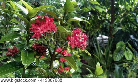Fresh Red Flowers After Being Exposed To Rainwater
