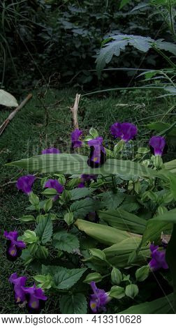Purple Flowers Surrounded By Green Leaves In A Garden