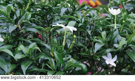 White Flowers Surrounded By Green Leaves In A Garden
