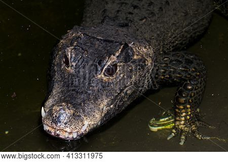 Head Of An African Dwarf Crocodile In The Water