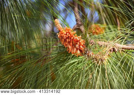 Pinus Roxburghii Male Cone On Tree With Green Strips.