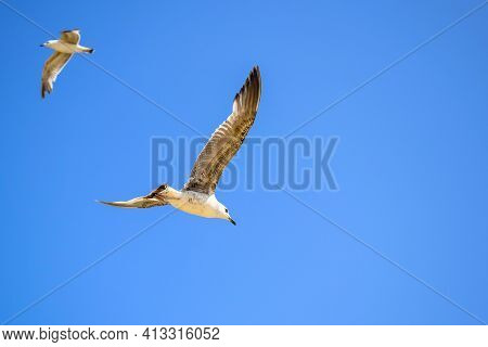Large Gull Soars In The Blue Clear Sky. Location In The Central Part Of The Frame. In The Background