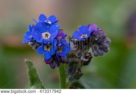 Forget Me Not Flowers