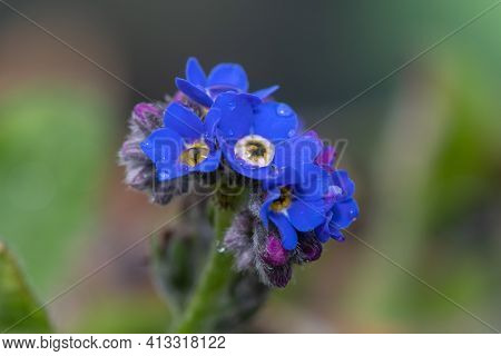 Forget Me Not Flowers