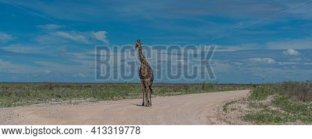 South African Giraffe, Rotschild Giraffe Walking Along The Road In The Etosha National Park, Namibia