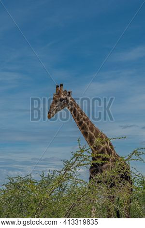 South African Giraffe, Rotschild Giraffe Walking At The Savanna In The Etosha National Park, Namibia