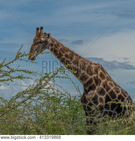 South African Giraffe, Rotschild Giraffe Walking At The Savanna In The Etosha National Park, Namibia