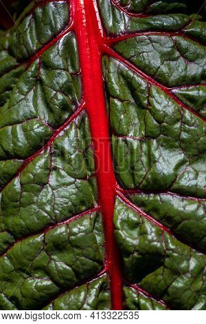 Close-up Of Red-yellow Stemmed Chard In The Summer Time Vegetable Garden. Macro Photography Of Livel