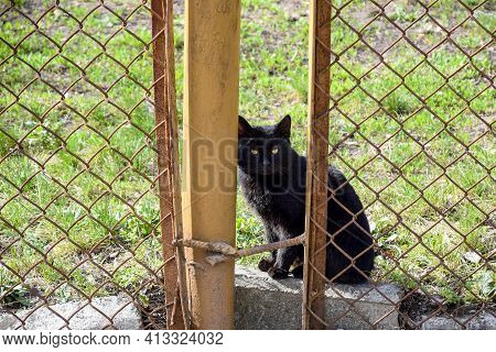 Yellow-eyed Black Cat Sits On A Curbstone And Carefully Looks At The Camera. Metal Mesh Fence Enclos