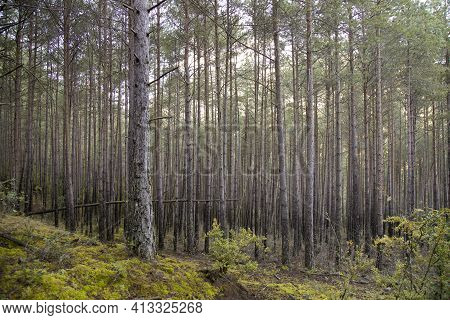 Landscape Showing A Lot Of Trees In A Forest In Sant Llorens De Morunys In Catalonia