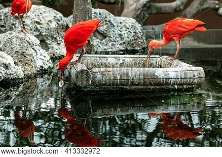 Scarlet Ibis At Feeder . Red Exotic Birds