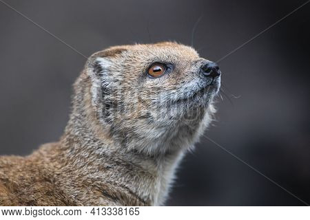 Close Up Portrait Of The Yellow Mongoose With Blurry Grey Background. Cute Furry Predator Cynictis P