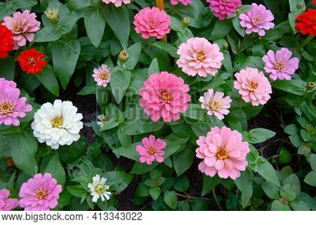 12 Nov 2006 The Dahlia Pinnata At The Flower Bed. Nature Back Ground