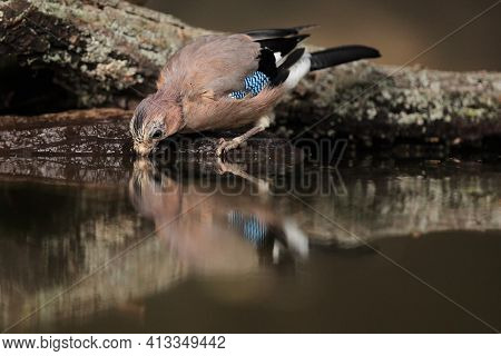 The Eurasian Jay (garrulus Glandarius) Drinks At Sunrise With The Small Watering Hole With Dark Back