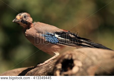 Young Eurasian Jay (garrulus Glandarius) On The Branch With Green Background.