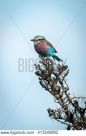 Lilac-breasted Roller Stands On Thornbush Eyeing Camera
