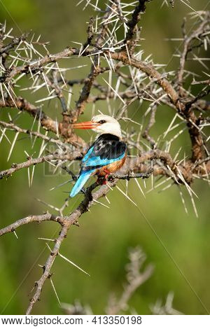 Grey-headed Kingfisher In Thornbush Turning Head Round