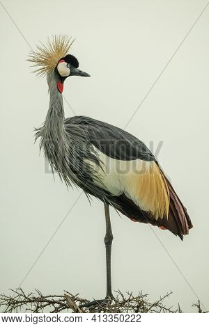 Grey Crowned Crane On Thornbush Turning Head