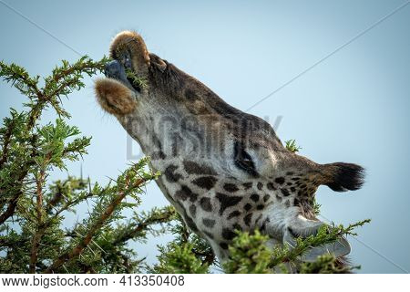 Close-up Of Masai Giraffe Feeding On Thornbush