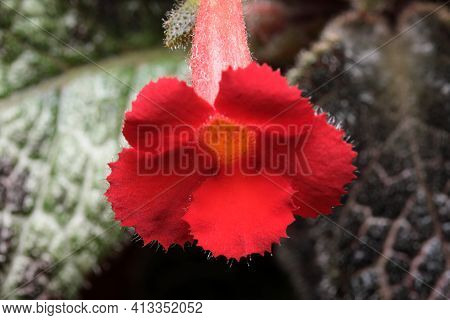 Small Blooming Red Flower House Plant Episcia Close-up Macro Photography