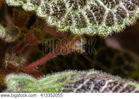 Small Blooming Red Flower House Plant Episcia Close-up Macro Photography