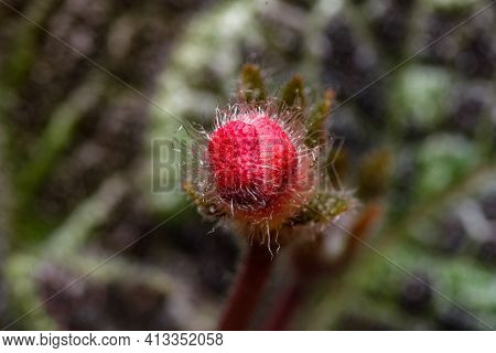 Small Blooming Red Flower House Plant Episcia Close-up Macro Photography