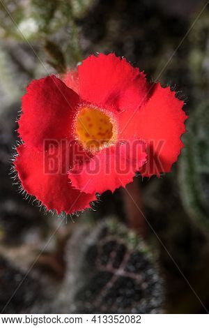 Small Blooming Red Flower House Plant Episcia Close-up Macro Photography