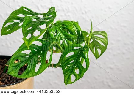 Mini Monstera Monkey Mask On The Wall Background. Part Of Foliage Tropical Monstera Monkey Mask. Hom