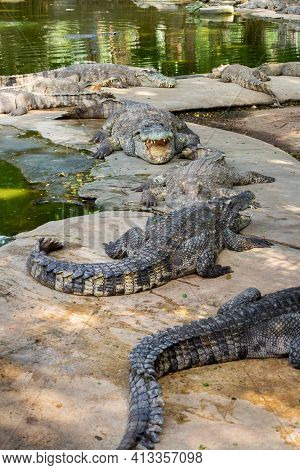 American Crocodile Crocodylus Acutus With An Open Mouth In Million Years Stone Park And Pattaya Croc