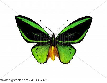 Birdwing Butterfly Isolated On White. Colorful Tropical Butterfly.