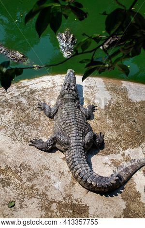 American Crocodile Crocodylus Acutus With An Open Mouth In Million Years Stone Park And Pattaya Croc