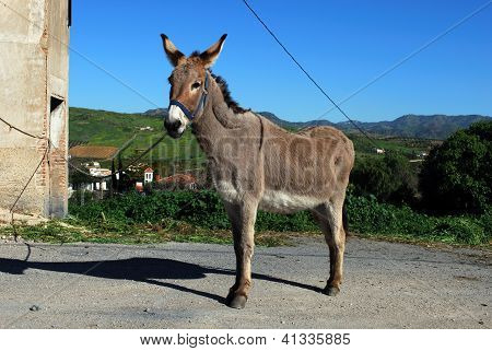 Burro amarrado, Andaluzia, Espanha.