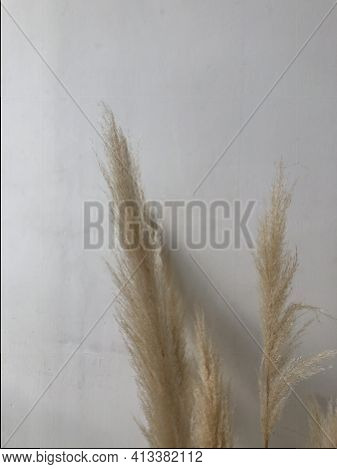 Decarative Dry Ears On A White Background With A Place For Text. Home Interior Decorations.