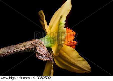 Yellow Daffodil (narcissus Tazetta) Flower Blossom On Black Background
