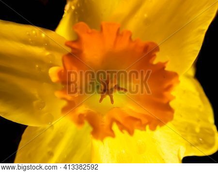 Yellow Daffodil (narcissus Tazetta) Flower Blossom On Black Background