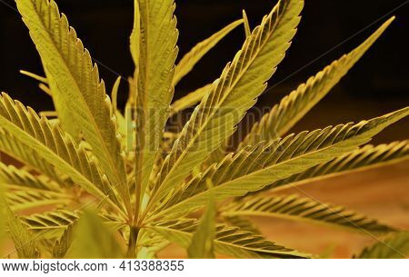 Marijuana Leaf Texture Translucent With Warm Artificial Light Close-up, Cannabis Leaf Veins Visible 
