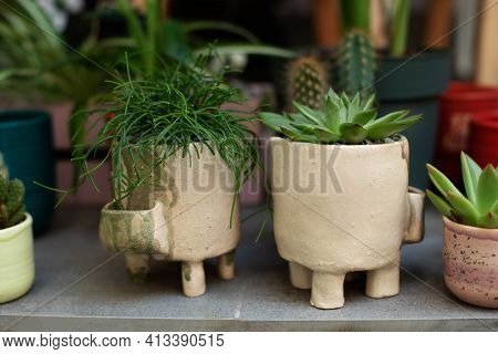 Houseplants In Pots On Terrace. Plant Care. Green Rhipsalis And Agave Succulent Plant In Pots. Home 