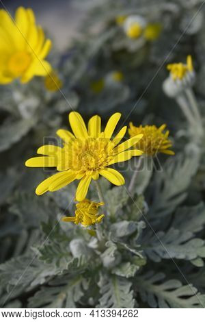 Gray-leaf Eurypos Silver Star Flower - Latin Name - Euryops Pectinatus Silver Star