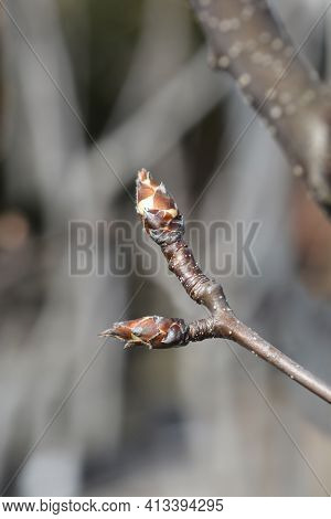 Japanese Pear Branch With Buds - Latin Name - Pyrus Pyrifolia