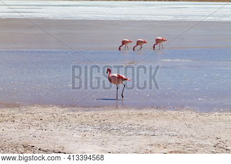 Laguna Hedionda Flamingos, Bolivia