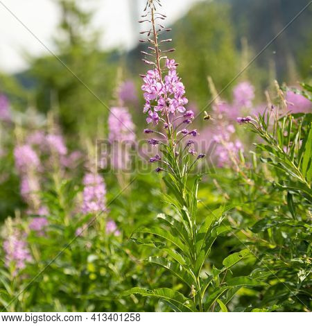 Blossoms On Lewis Monkeyflower In Alpine Meadow In Grand Teton National.park