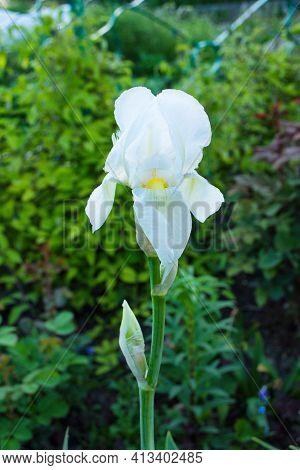 Flower Iris Aka Cockerel, Aka Irideae In Garden. White Iris Flower Closeup.