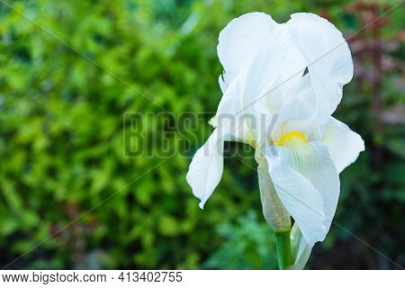 Flower Iris Aka Cockerel, Aka Irideae In Garden. White Iris Flower Closeup. Free Space, Space For Te