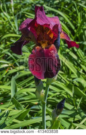 Flower Iris Aka Cockerel, Aka Irideae In Garden. Dark Red Iris Flower Closeup.