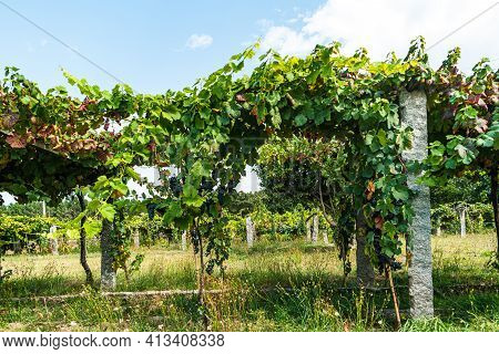 Close Up Of Berries And Leaves Of Grape-vine. Single Bunch Of Ripe Red Wine Grapes Hanging On A Vine